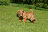 SHAR-PEI 899